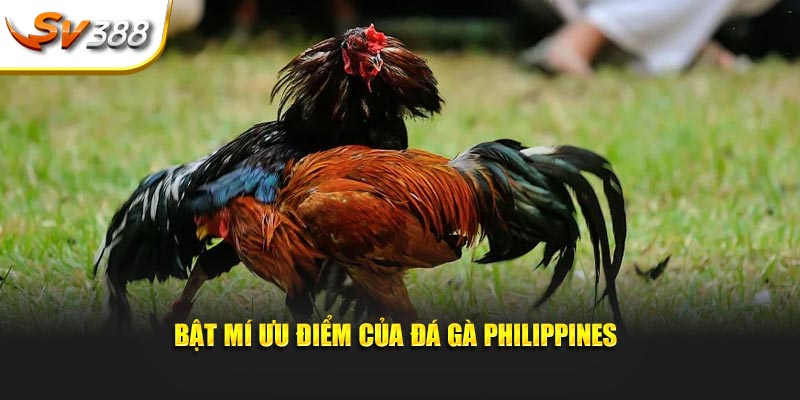 Bật mí ưu điểm của đá gà Philippines
