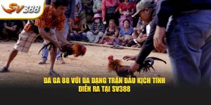 đá gà 88 tại nhà cái sv388