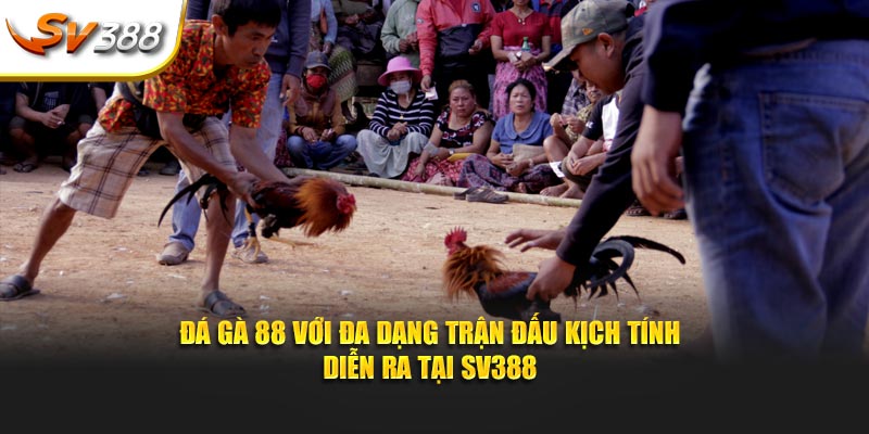 đá gà 88 tại nhà cái sv388