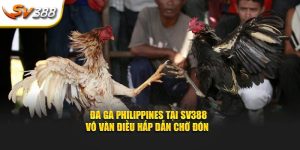 đá gà Philippines tại sân chơi đá gà SV388