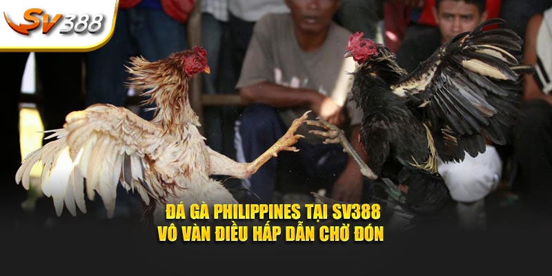 đá gà Philippines tại sân chơi đá gà SV388