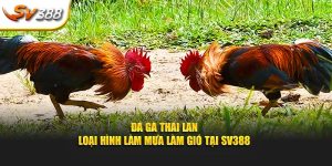 đá gà Thái Lan