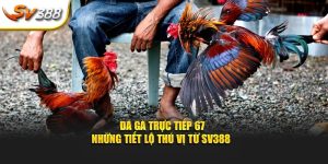 Đá gà trực tiếp 67