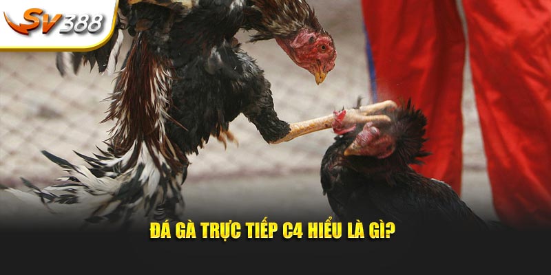 Đá gà trực tiếp C4 hiểu là gì?