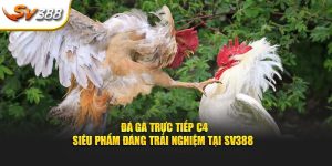 Đá gà trực tiếp C4