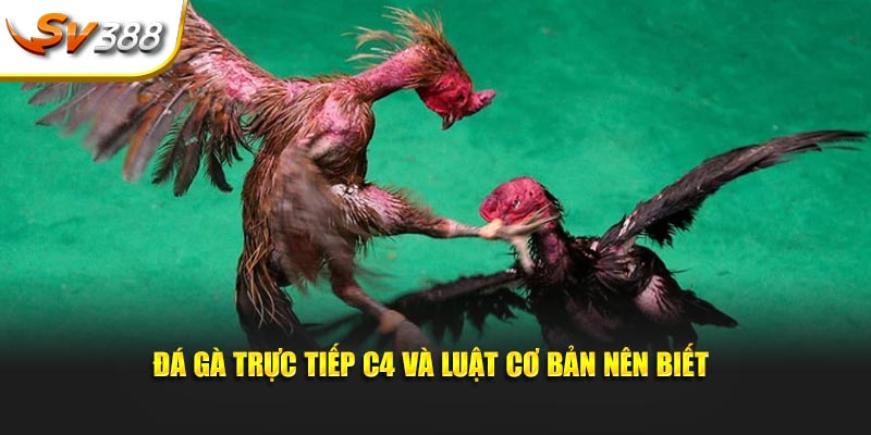 Đá gà trực tiếp C4 và luật cơ bản nên biết