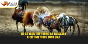 đá gà trực tiếp Thomo C3 tại đá gà trực tiếp Sv388