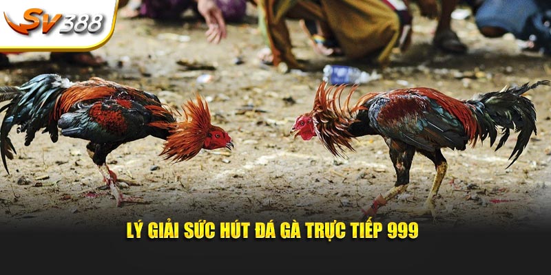 Lý giải sức hút đá gà trực tiếp 999