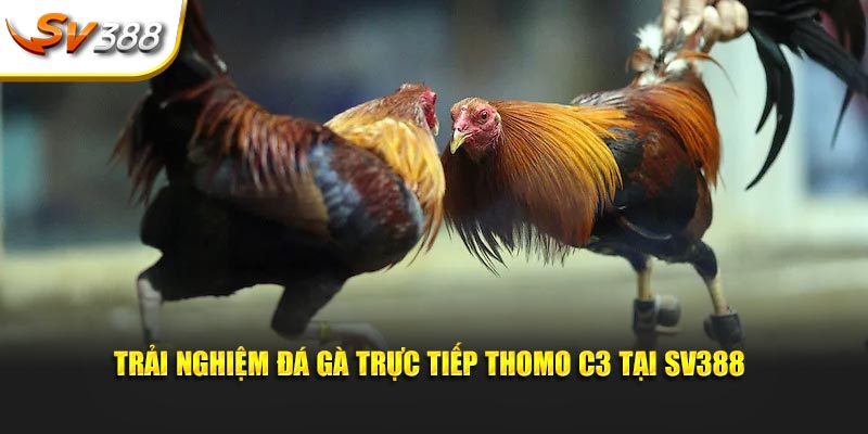 Trải nghiệm đá gà trực tiếp Thomo C3 tại SV388