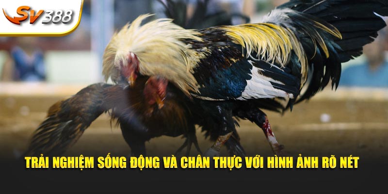 Trải nghiệm chân thực với hình ảnh rõ nét