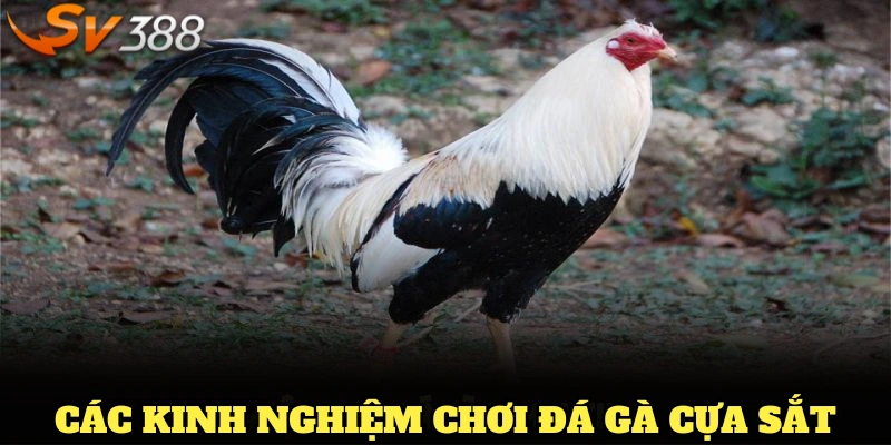 Các kinh nghiệm chơi đá gà cựa sắt cơ bản mọi người cần nhớ