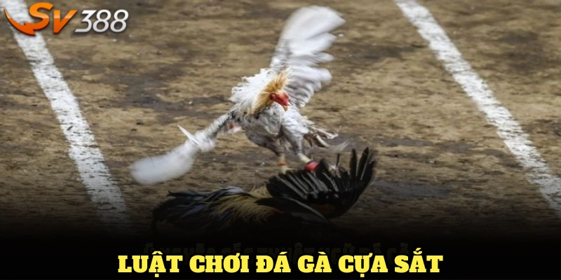 Luật chơi đá gà cựa sắt mới nhất năm 2025