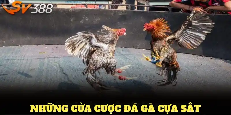 Những cửa cược đá gà cựa sắt cơ bản cần nắm