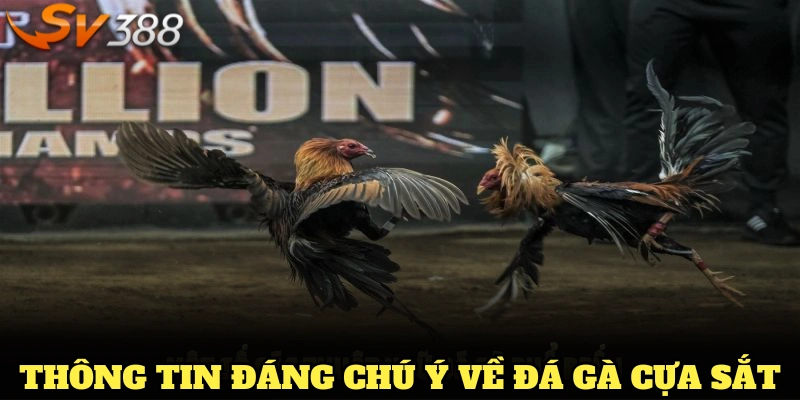 Các thông tin đáng chú ý về loại hình đá gà cựa sắt siêu Hot hiện nay